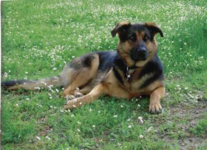 Kira, il cane che ha fatto la differenza, diventa simbolo del Parco Lenci