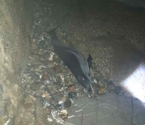 Stenella trovata senza vita a Maroccone