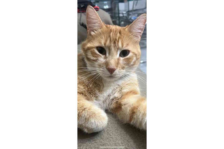 Si cerca un gatto rosso smarrito in zona via Sommati