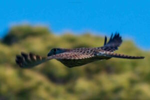 Lipu Cruma Livorno libera rapaci a villa Corridi