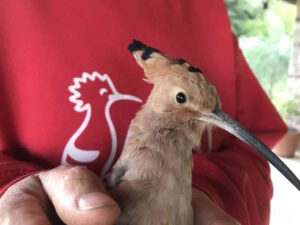 Lipu-Cruma, domani liberazione di animali a Villa Corridi
