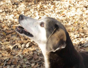 Cercasi una famiglia per Milahus