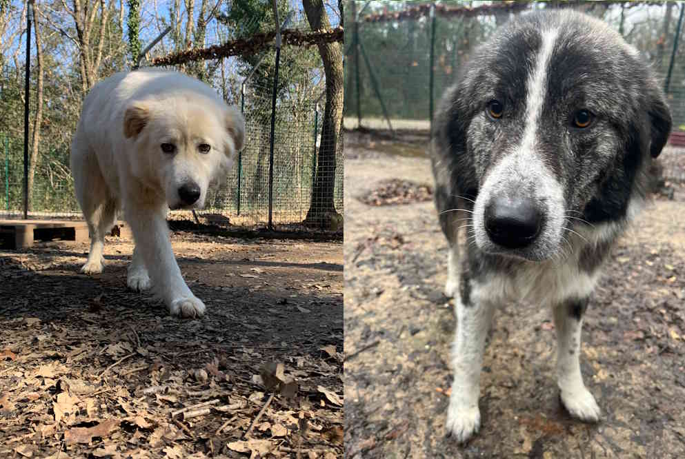 Trovati due cani vaganti senza microchip