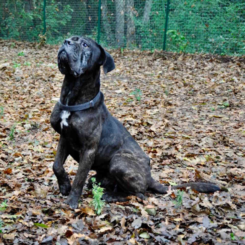 Cercasi una famiglia per Jago, ospite del canile municipale da ottobre