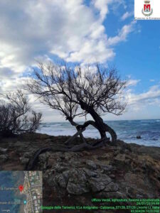 Tamerici e pitosforo sul lungomare, in corso intervento di manutenzione e cura 