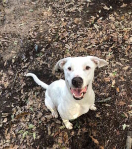 La canina Tequila cerca famiglia