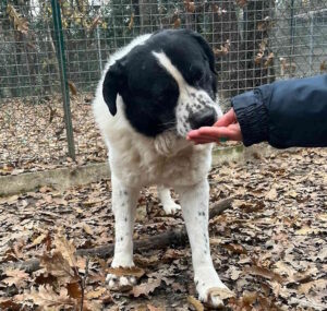Adozione cani, Bosco cerca casa