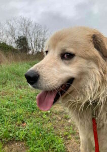 Cani in adozione: Chopper cerca famiglia