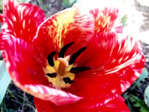 Fioriscono i primi tulipani a Piazza San Jacopo: la primavera regala spettacolo e colori (Video)