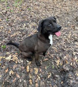 Cani in adozione: Mares cerca casa