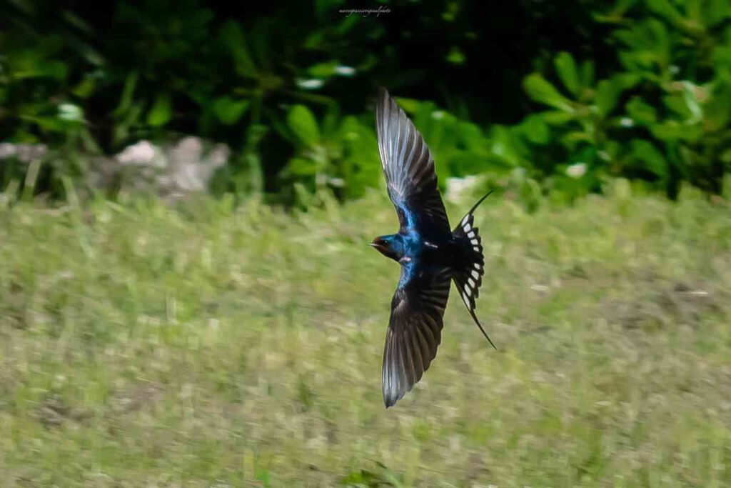 Natura urbana Il ritorno delle Rondini