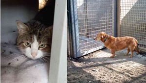 Ritrovati cane e gatto, si cerca i proprietari