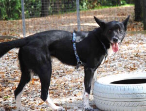 Cercasi una famiglia per Sampei