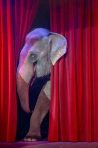 #bastaanimalineicirchi, la LAV organizza una raccolta firme