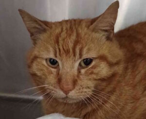 Trovato gatto rosso tigrato in via degli Asili. Si cerca il proprietario