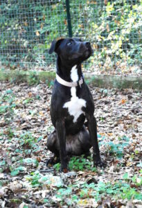 Kira cerca casa: un cuore pieno d’amore in attesa di una famiglia