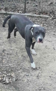 Trovata una pitbull grigia e bianca in via Passaponti