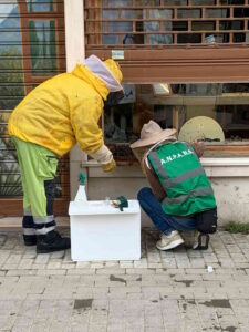 Sciame di api in piazza Attias a Livorno messe in sicurezza e affidate a un apicoltore
