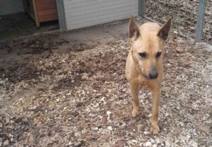 Trovato in via Palestro un cagnolino marrone di taglia piccola