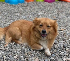 Chi ha smarrito questo cane?