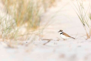 Volatili da salvaguardare, il Comune recinta alcune zone dal Lillatro a Vada
