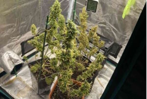 Coltiva piante di marijuana, denunciato un 45enne cecinese