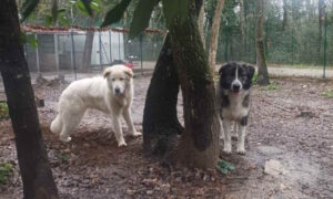 Cani in adozione: Ella e Ambrogio cercano casa