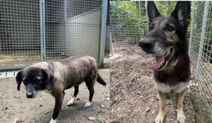 Animali ritrovati, si cercano i proprietari di due cani con chip straniero ritrovati a Cecina