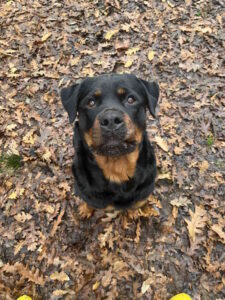 Cani in adozione: Mina cerca una famiglia 