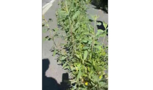 Nuovi cordoli “ecologici” in via Meucci separano i pedoni dalle bici