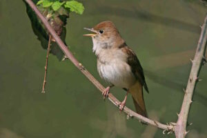 Sorprese ornitologiche, Usignolo in canto nei cespugli della Bellana