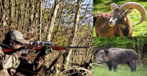 Abbattimento selettivo di mufloni e cinghiali dall'Elba, Coldiretti: "Nessuna esitazione"