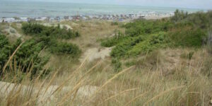 La Darsena Europa mette a rischio la Posidonia dell'Area Marina Protetta