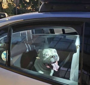 Crea scompiglio tra gli avventori ai tavoli esterni di un ristorante, interviene la polizia