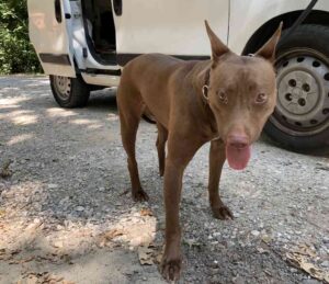 Trovata canina senza chip in via del Corbolone