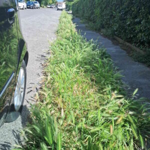 Marciapiedi dissestati, erbacce e feci in via Agnoletti è degrado