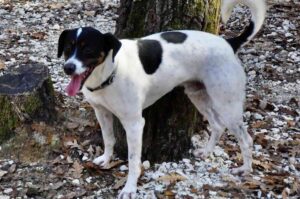 Il jack russel Ernesto cerca casa