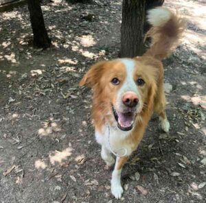 Gordy cerca una famiglia