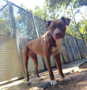 Adozione cani, Kira cerca casa