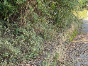 Marciapiedi scomparsi, la vegetazione padrona di via dei Pelaghi