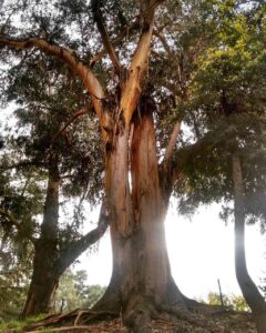14 alberi monumentali secolari di Livorno inseriti nell'elenco Nazionale