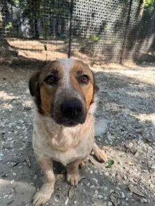 Adozione Cani, Mila cerca casa