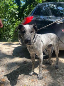 Cani in adozione: Oliva cerca una nuova famiglia