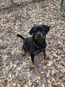 Cercasi una famiglia per Dora