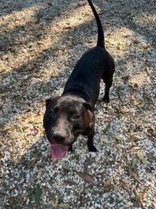 Trovato a Rosignano un cane vagante, si cerca il proprietario