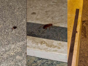 Blatte nei portoni e nelle abitazioni, Ghiozzi (Lega) presenta interpellanza