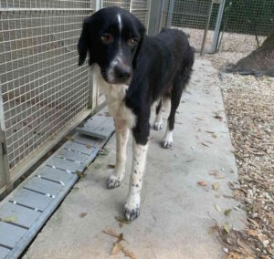 Trovato al Gabbro cane senza microchip, si cerca urgentemente il proprietario