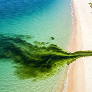 Sversamento di acqua verde fangosa e maleodorante, divieto di balneazione a Vada