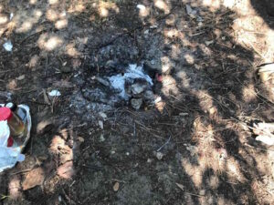 Fuoco in pineta e capeggi abusivi, identificate e multate sette persone