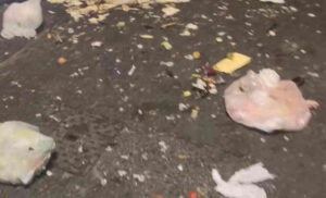 Cassonetti via Fiume: "la gente è sudicia", rifiuti organici ovunque, fetore insopportabile (Video)